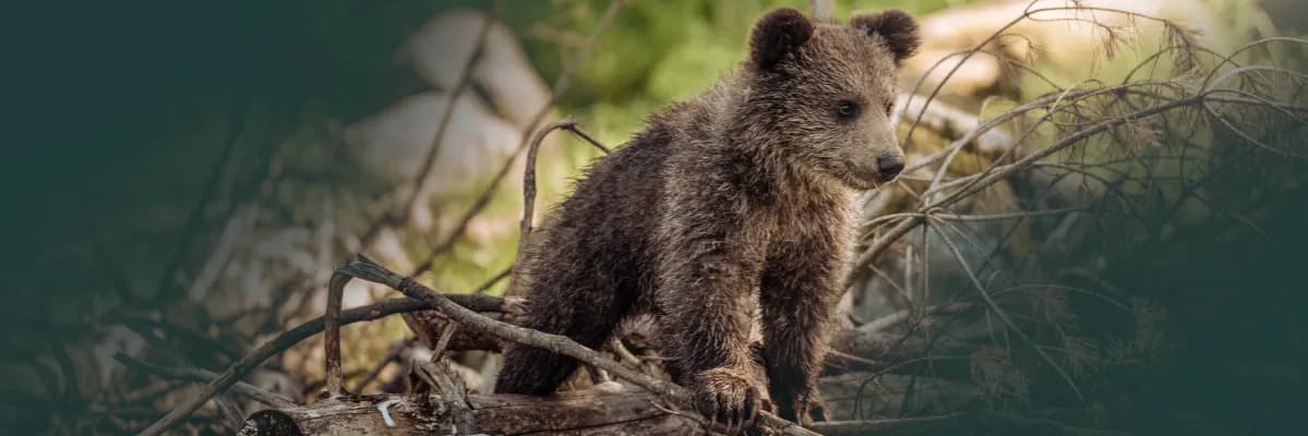 Mały niedźwiedź: symbolika zwierzęcia i jej obecność w sztuce
